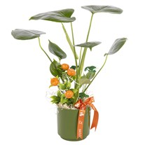 Forest Green Mini Monstera Bitkisi