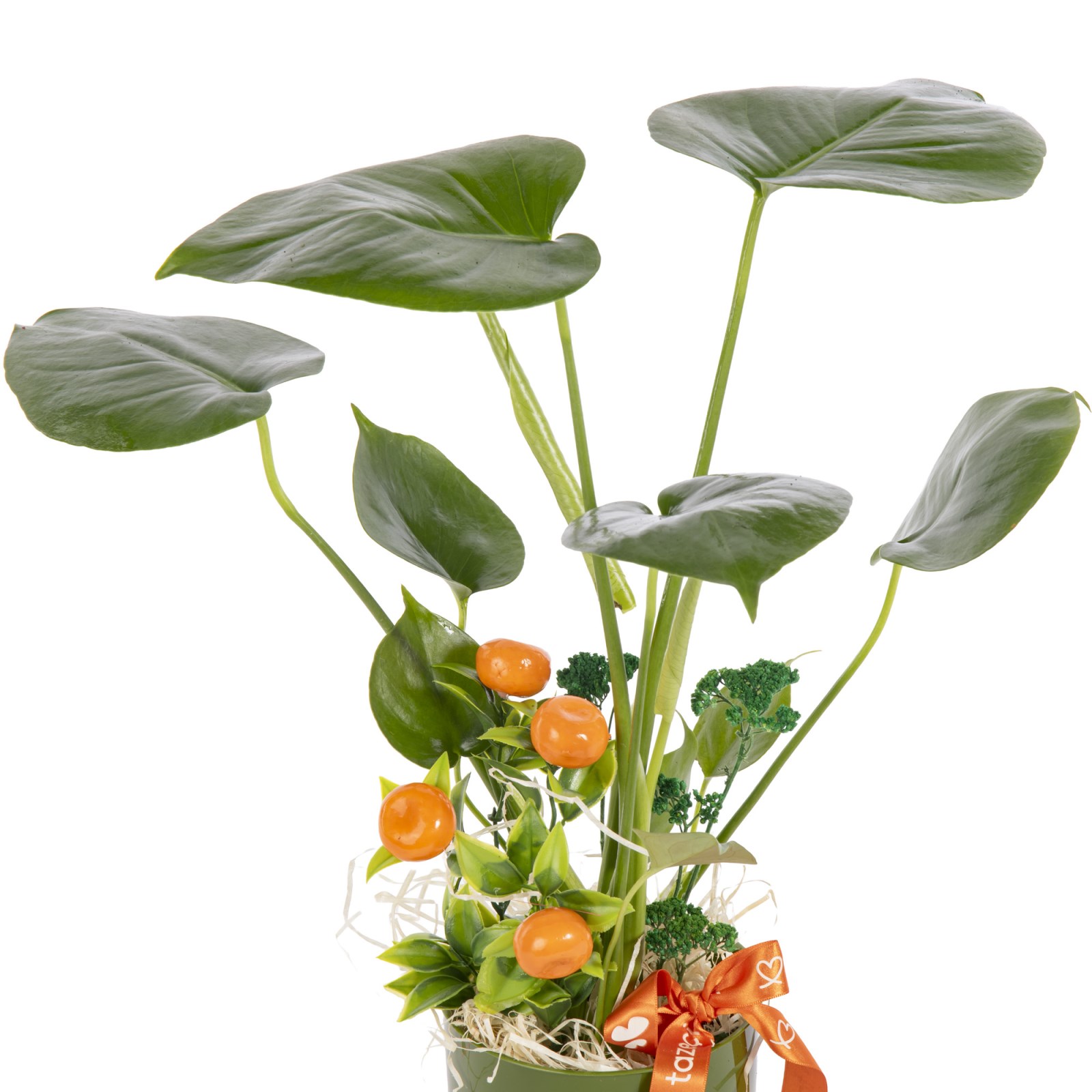 Forest Green Mini Monstera Bitkisi