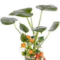Forest Green Mini Monstera Bitkisi