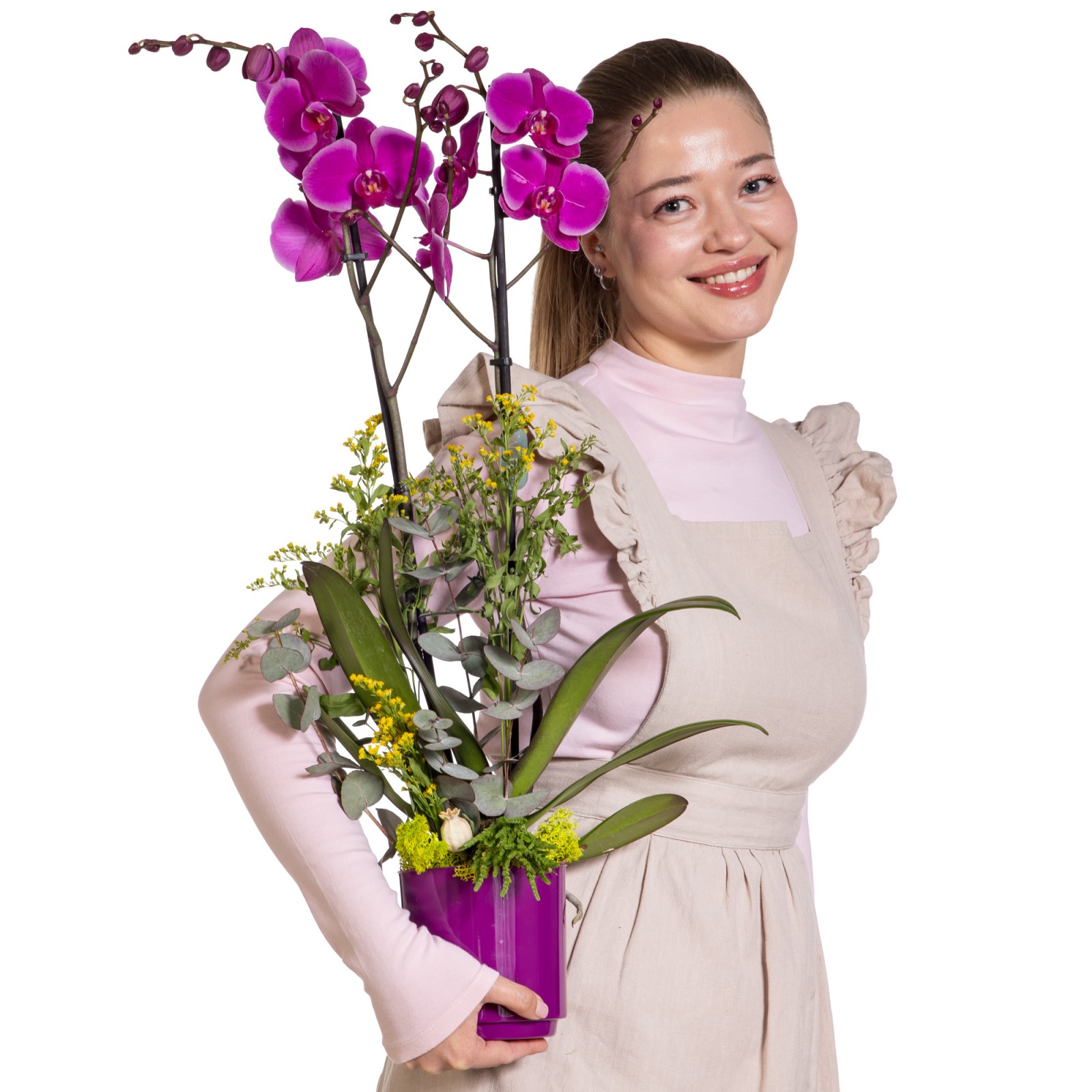 Royal Purple Fuşya Orkide