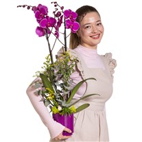 Royal Purple Fuşya Orkide