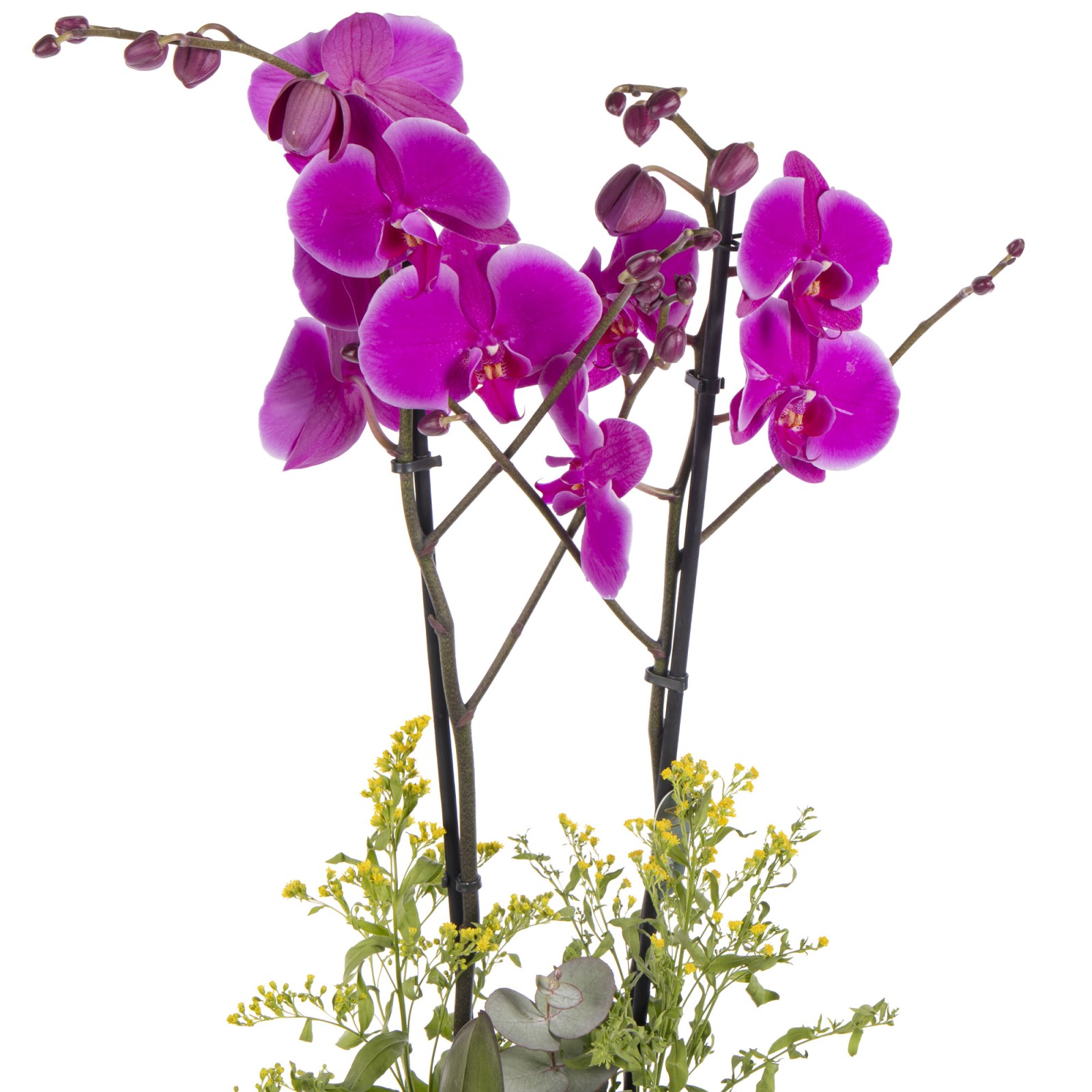 Royal Purple Fuşya Orkide