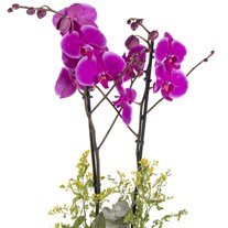 Royal Purple Fuşya Orkide