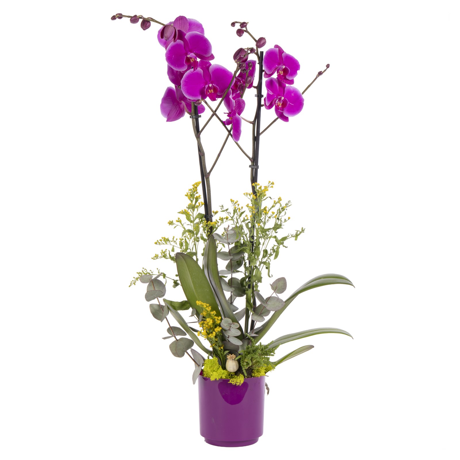 Royal Purple Fuşya Orkide