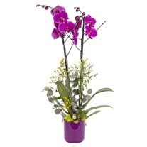Royal Purple Fuşya Orkide