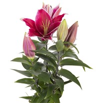 Sweet Pink Lilyum Aranjmanı