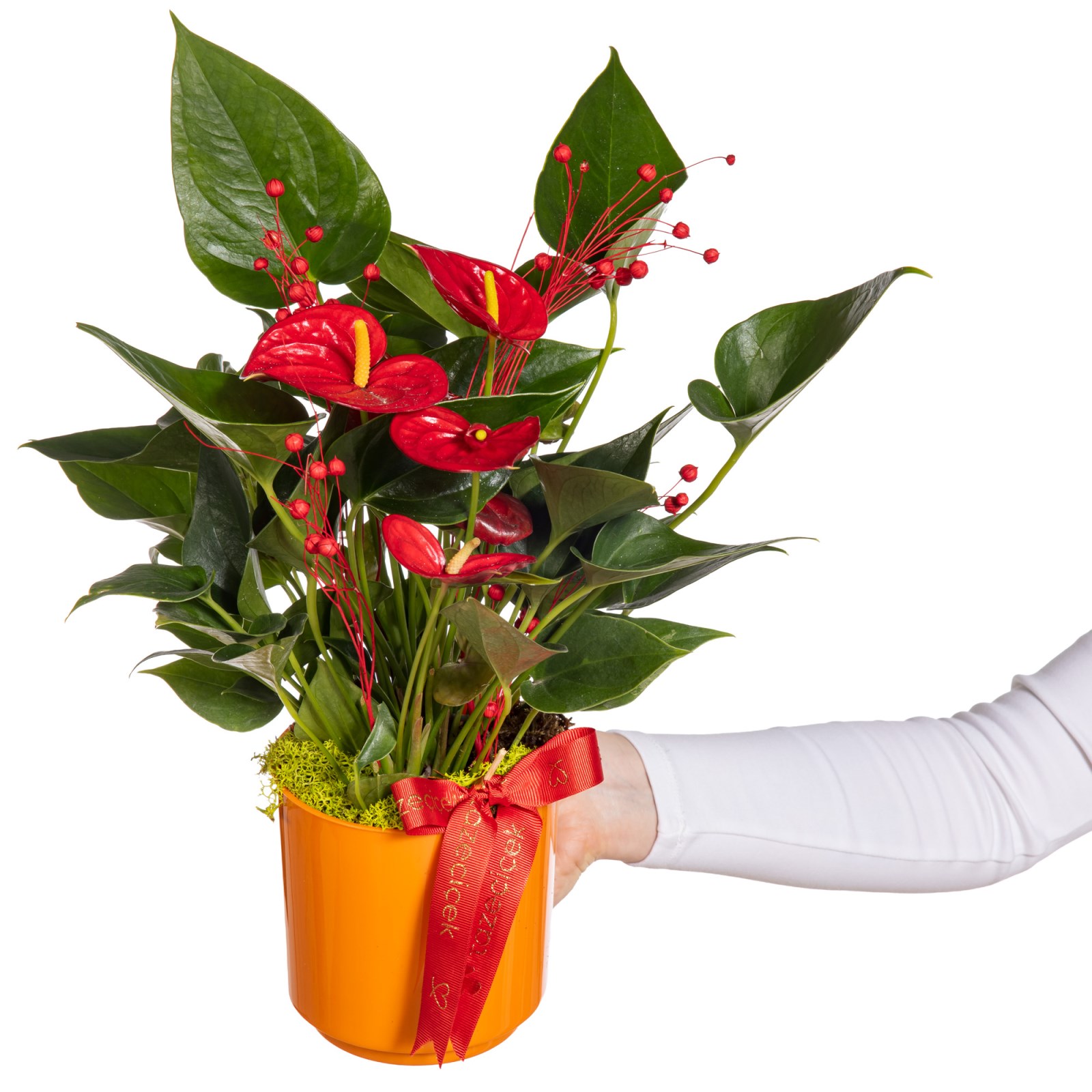 Fiery Red Antoryum Bitkisi