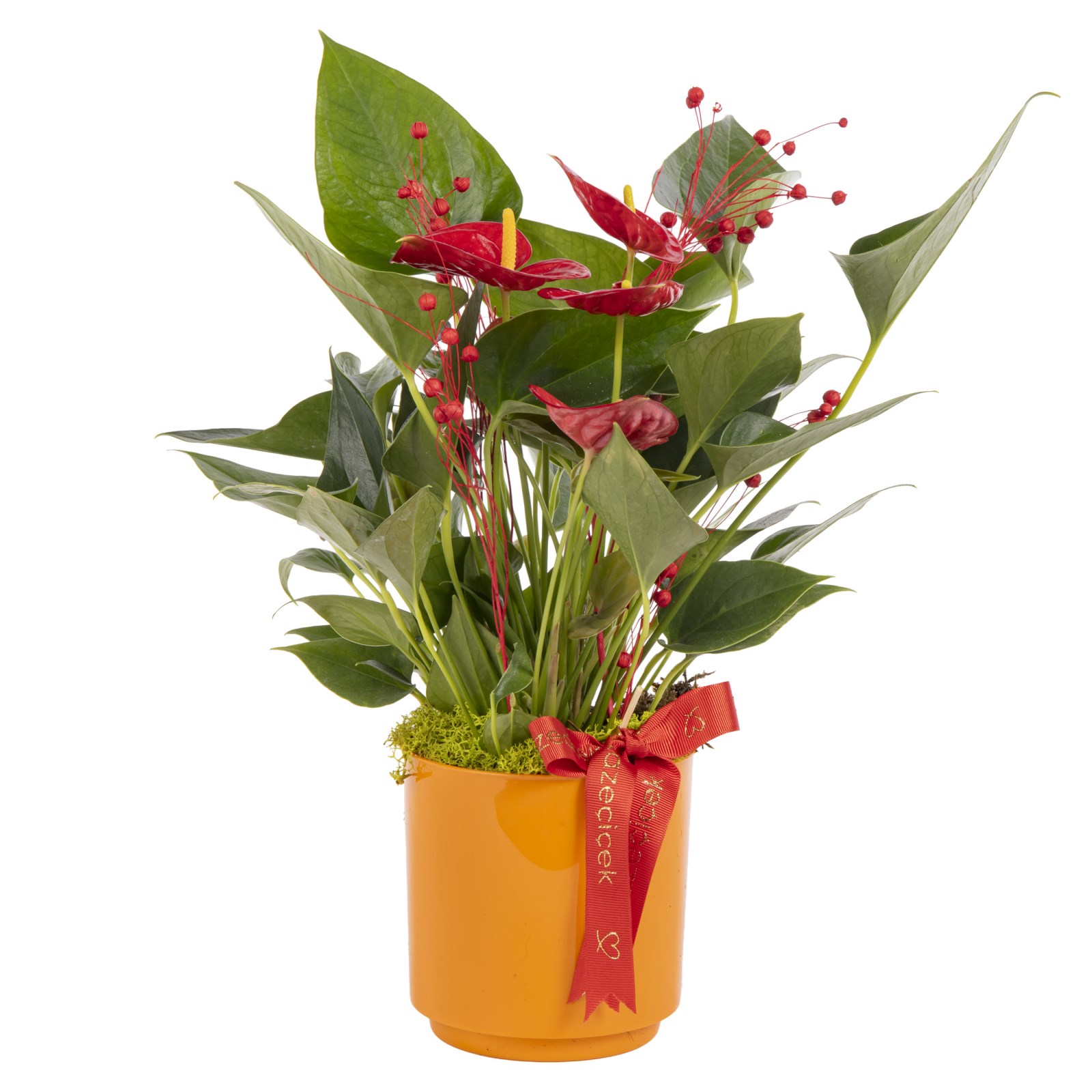 Fiery Red Antoryum Bitkisi