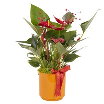 Fiery Red Antoryum Bitkisi