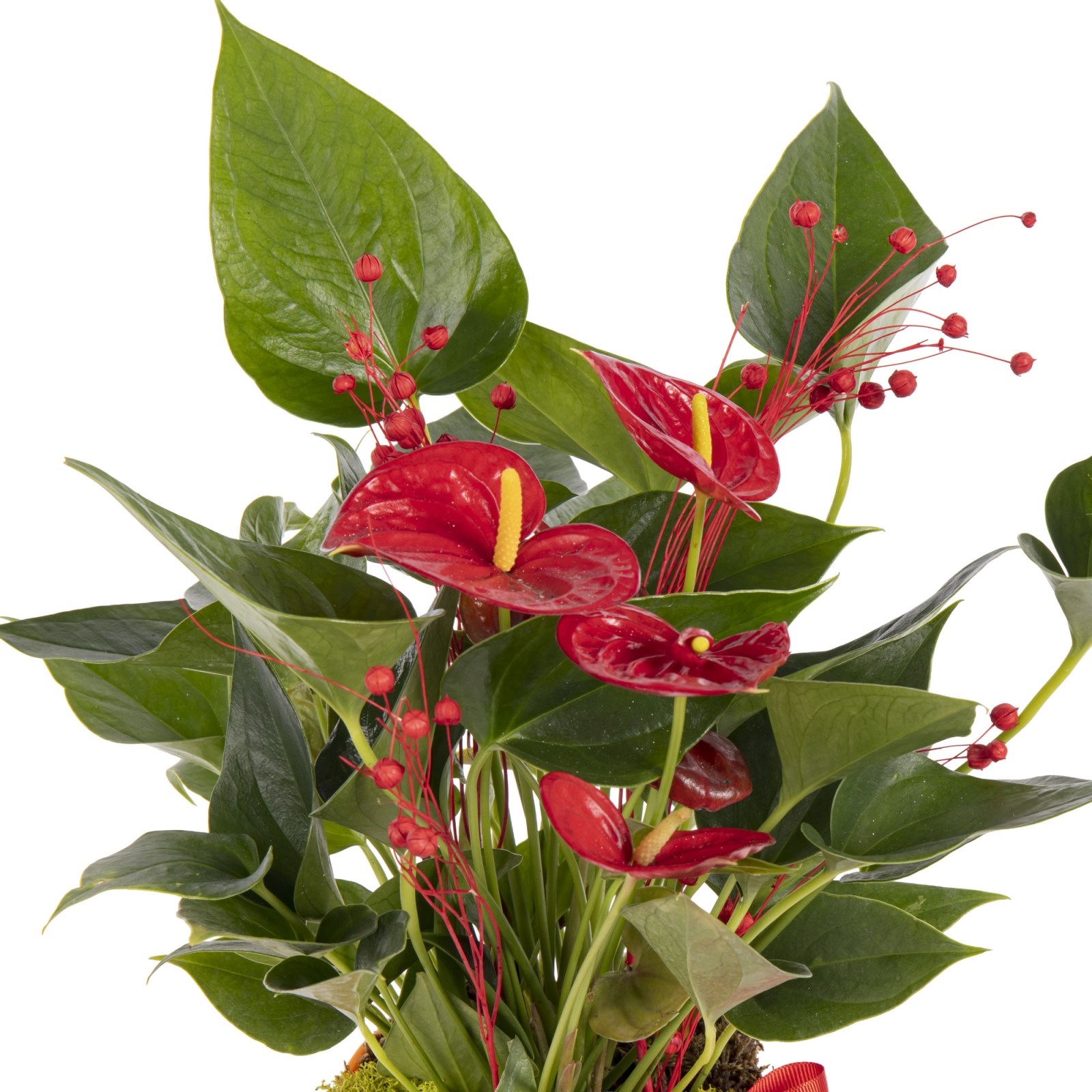 Fiery Red Antoryum Bitkisi
