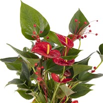 Fiery Red Antoryum Bitkisi