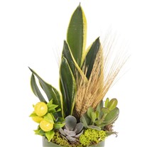Green Oasis Paşa Kılıcı