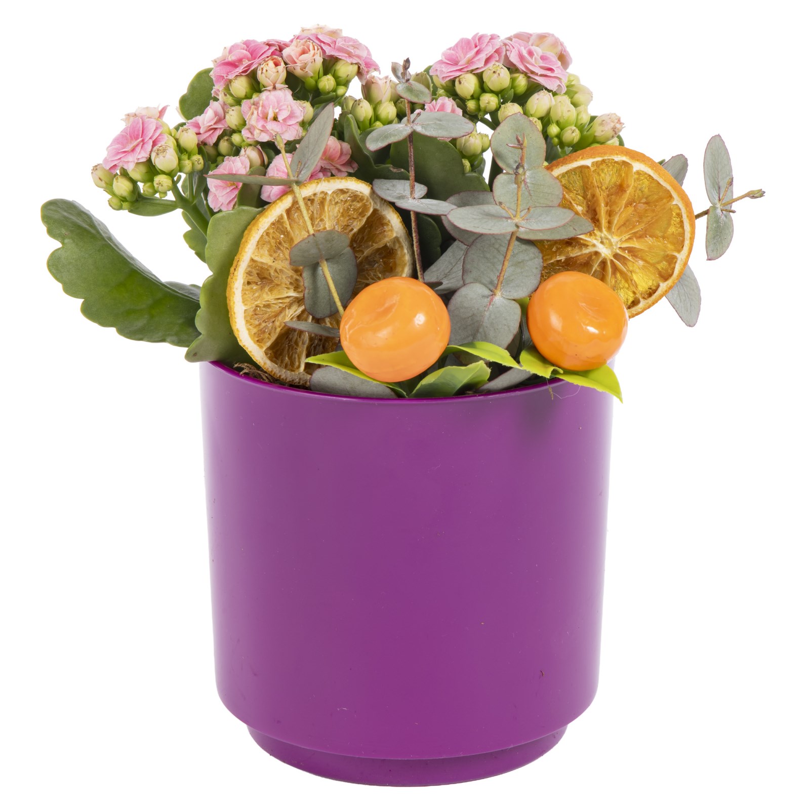 Pink Joy Kalanchoe Bitkisi