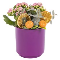 Pink Joy Kalanchoe Bitkisi