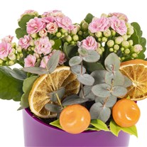 Pink Joy Kalanchoe Bitkisi