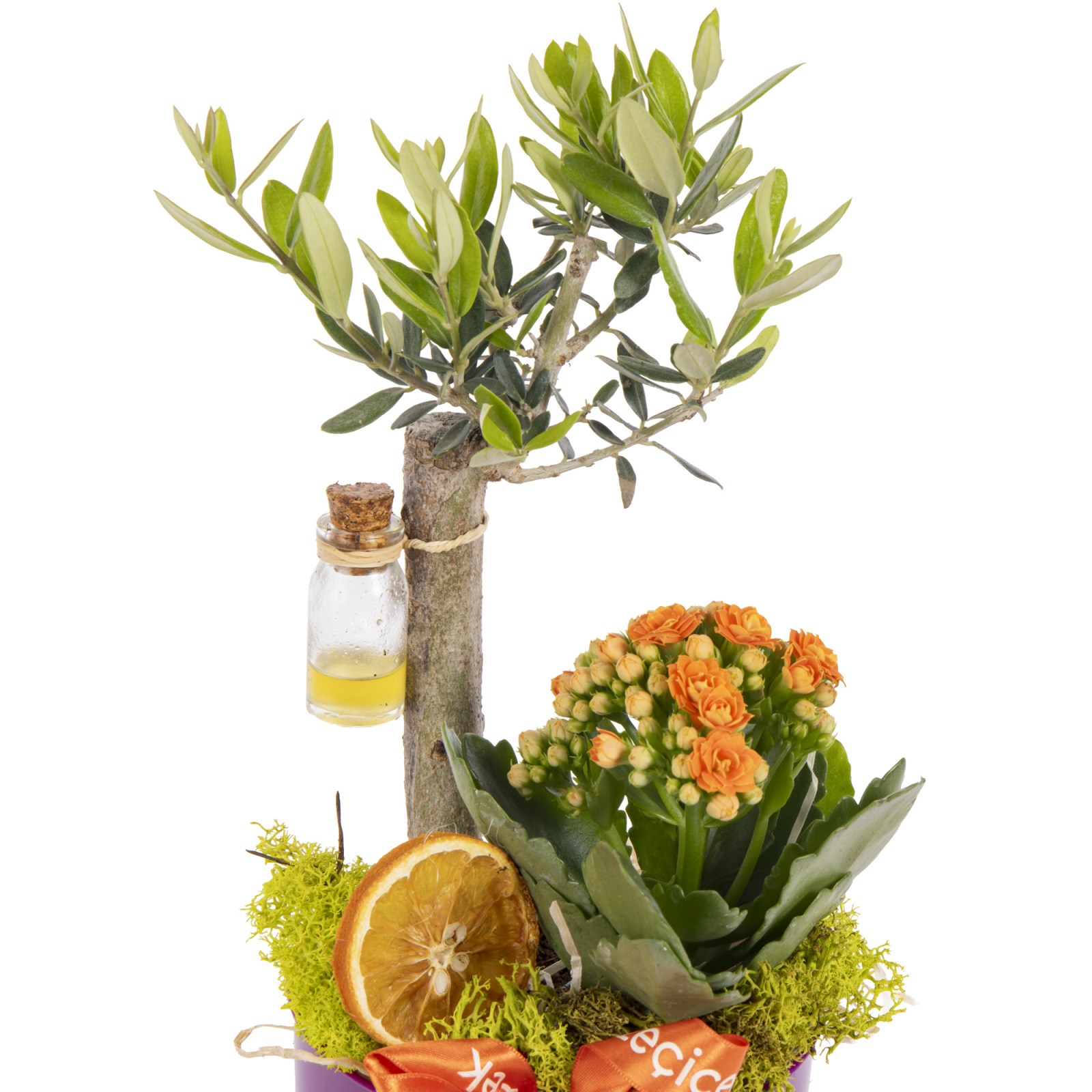 Aegean Breeze Zeytin Ağacı