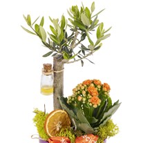 Aegean Breeze Zeytin Ağacı