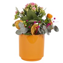 Citrus Joy Kalanchoe Aranjmanı