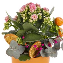 Citrus Joy Kalanchoe Aranjmanı