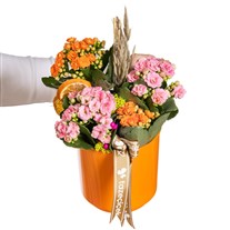 Vibrant Mix Kalanchoe Aranjmanı