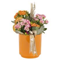 Vibrant Mix Kalanchoe Aranjmanı