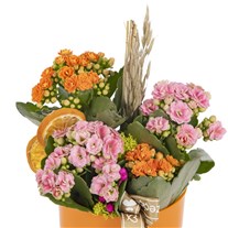 Vibrant Mix Kalanchoe Aranjmanı