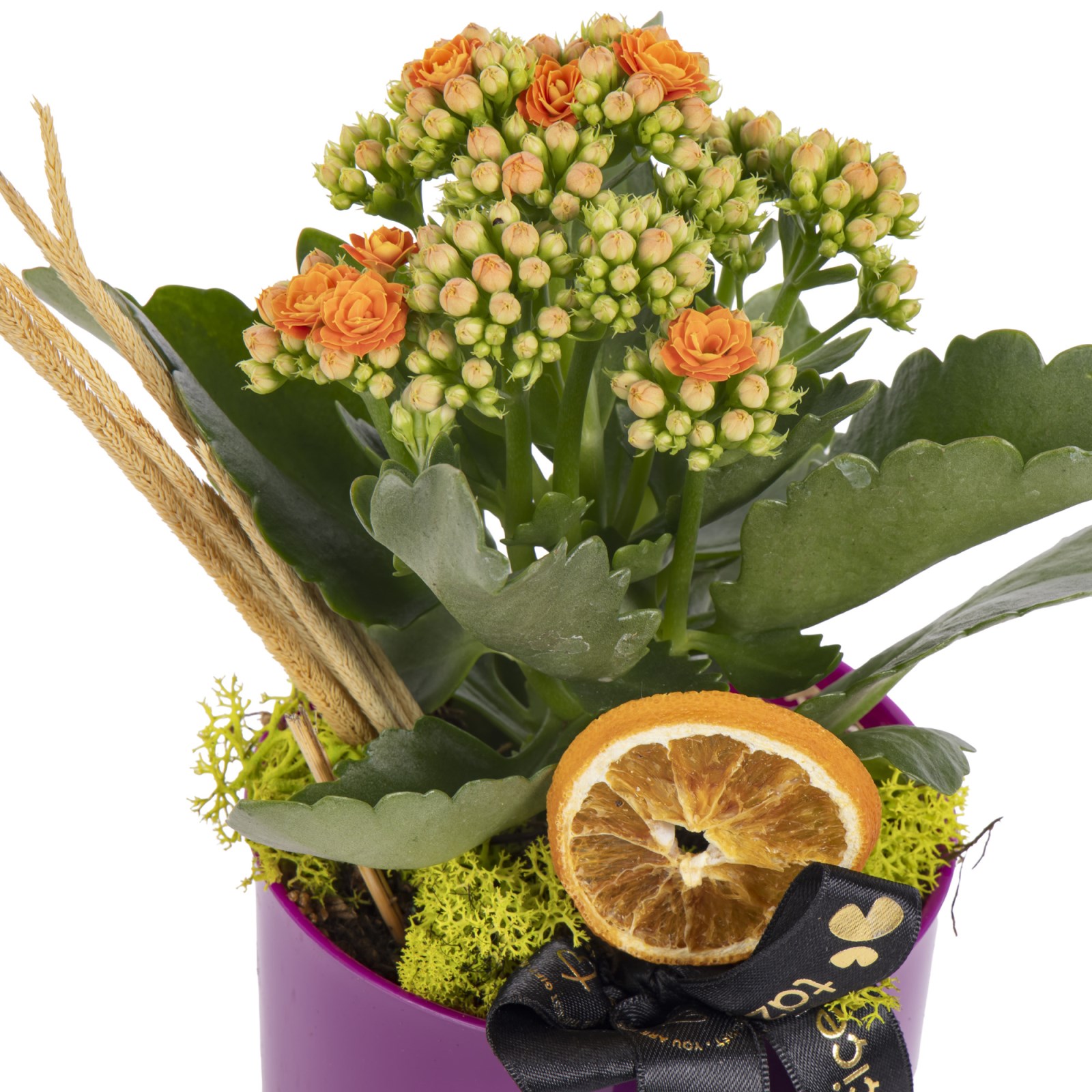 Vivid Orange Kalanşo Bitkisi