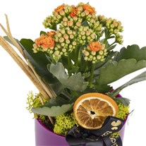 Vivid Orange Kalanşo Bitkisi