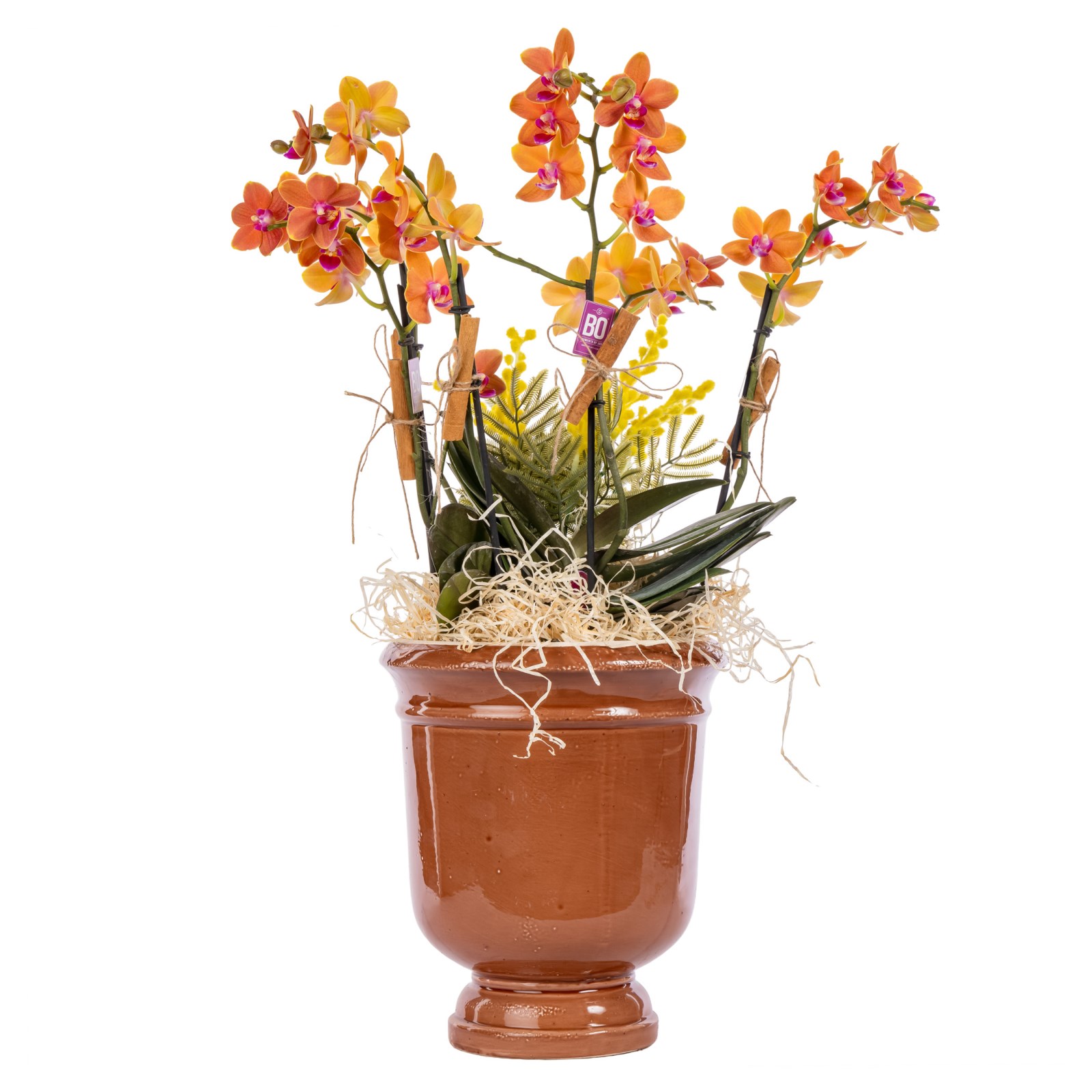 Sunset Orchid Turuncu Orkide