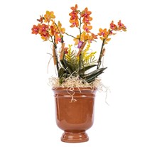 Sunset Orchid Turuncu Orkide