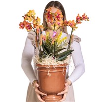 Sunset Orchid Turuncu Orkide