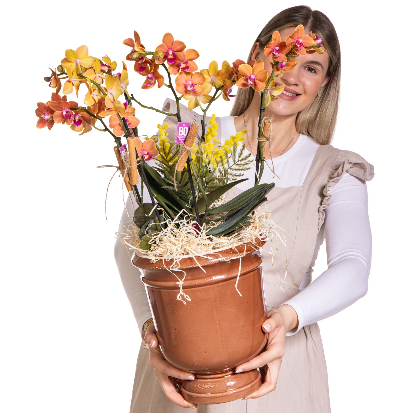 Sunset Orchid Turuncu Orkide