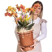Sunset Orchid Turuncu Orkide