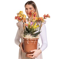 Sunset Orchid Turuncu Orkide