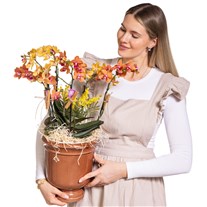 Sunset Orchid Turuncu Orkide