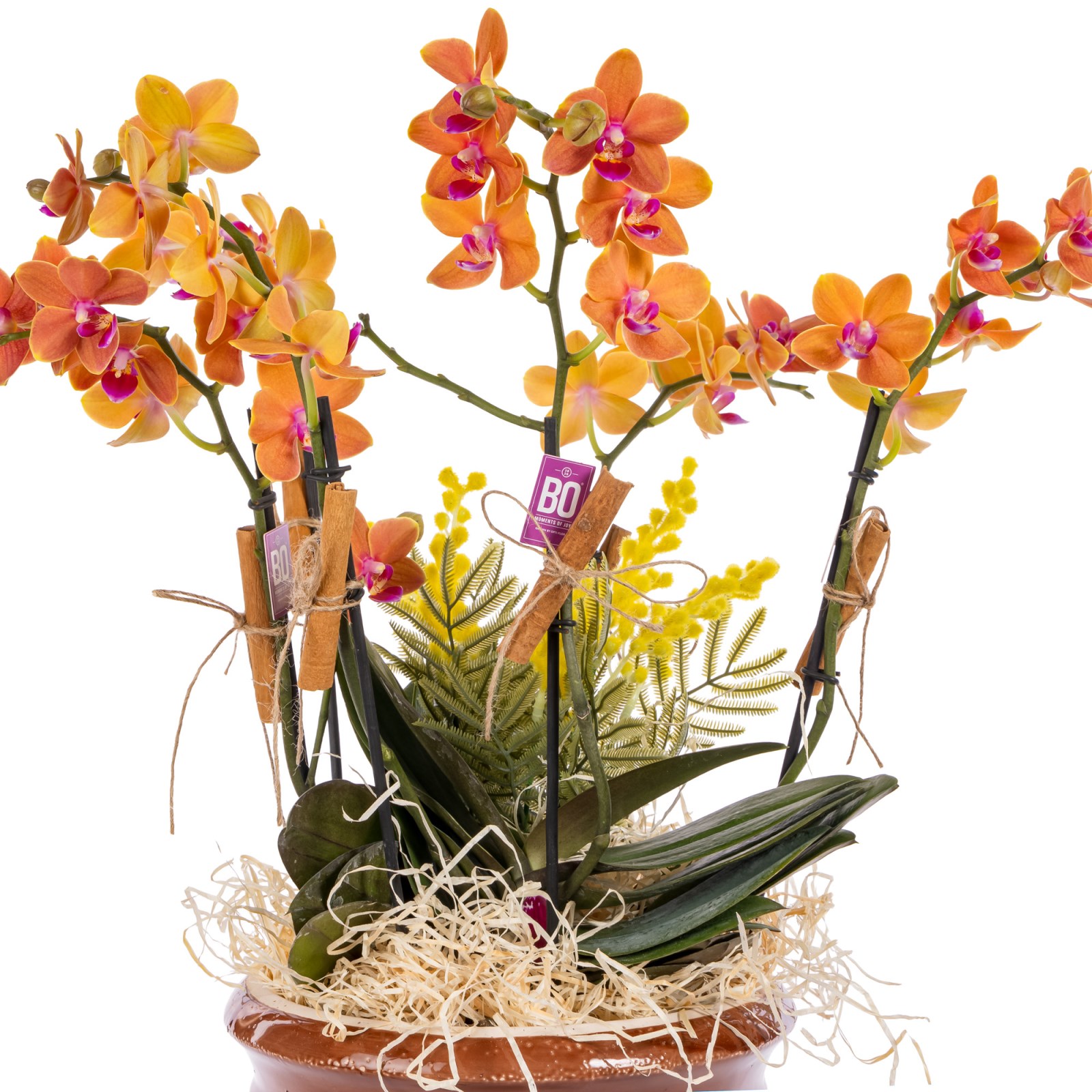 Sunset Orchid Turuncu Orkide