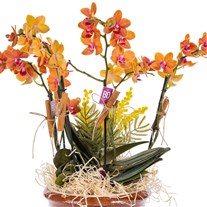 Sunset Orchid Turuncu Orkide