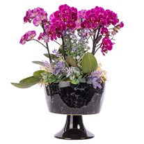 Royal Purple Orkide Aranjmanı