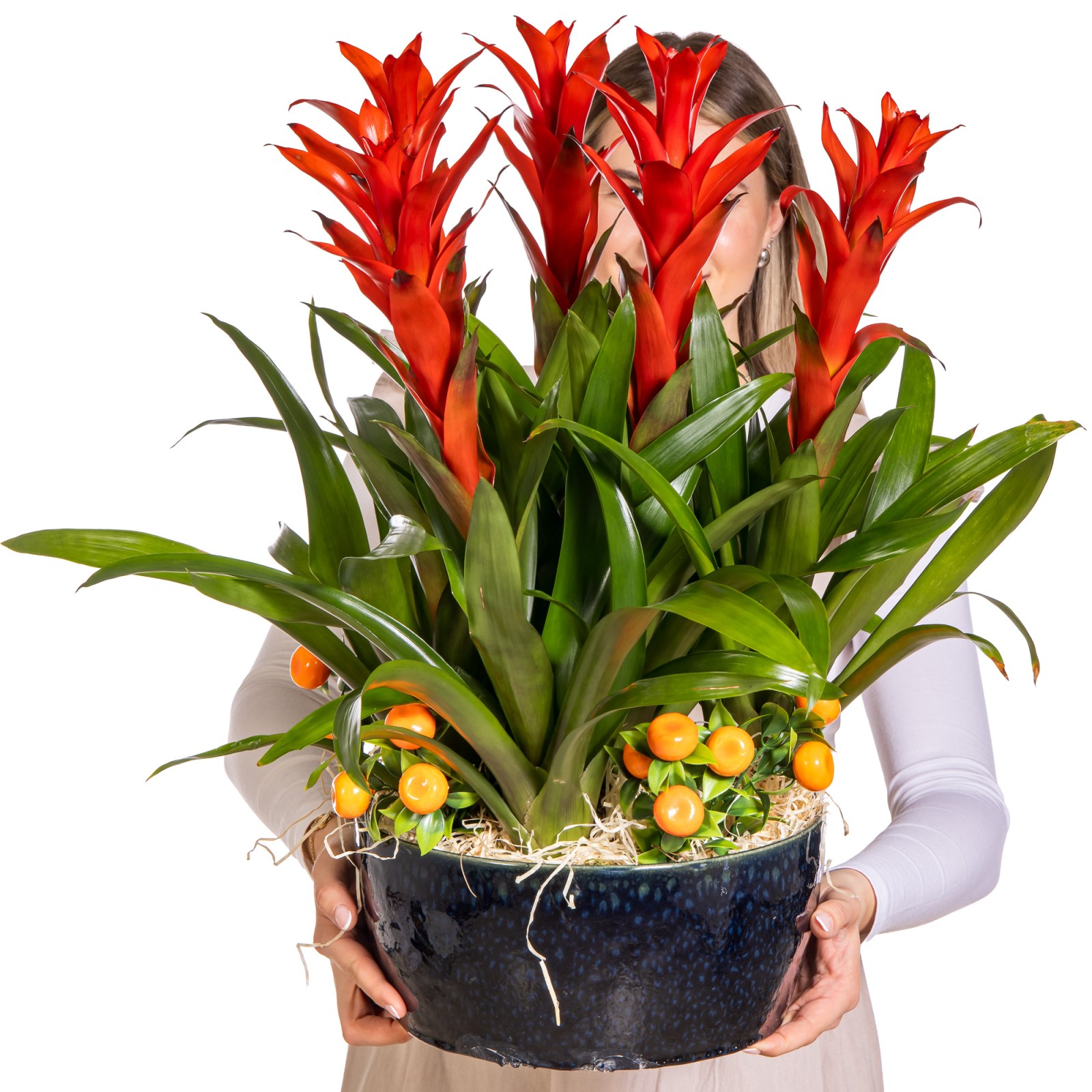 Tropical Fire Guzmanya Bitkisi