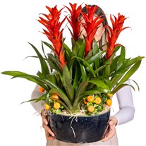 Tropical Fire Guzmanya Bitkisi