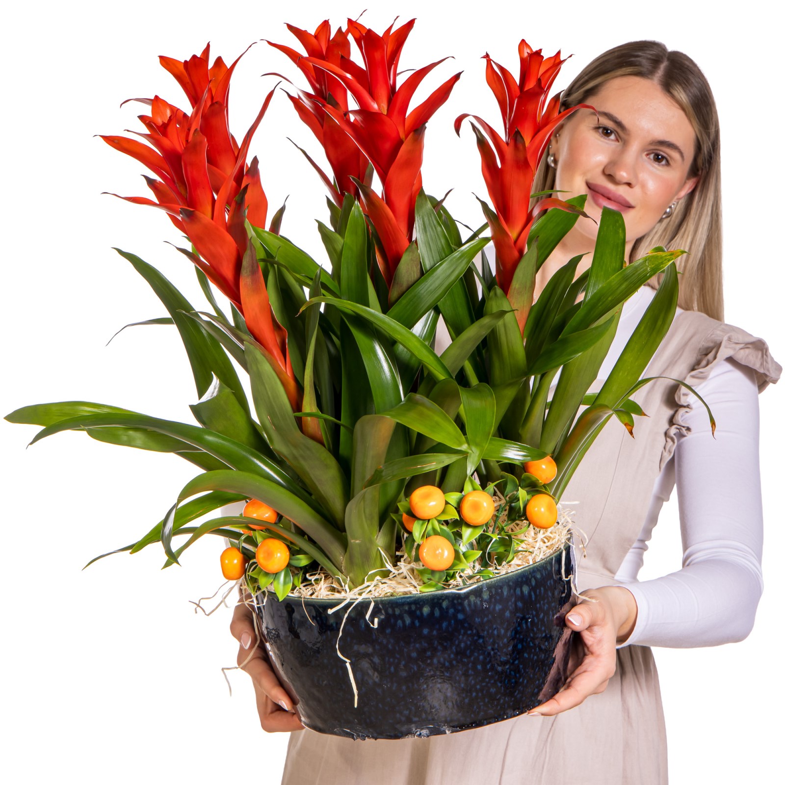 Tropical Fire Guzmanya Bitkisi