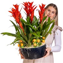 Tropical Fire Guzmanya Bitkisi