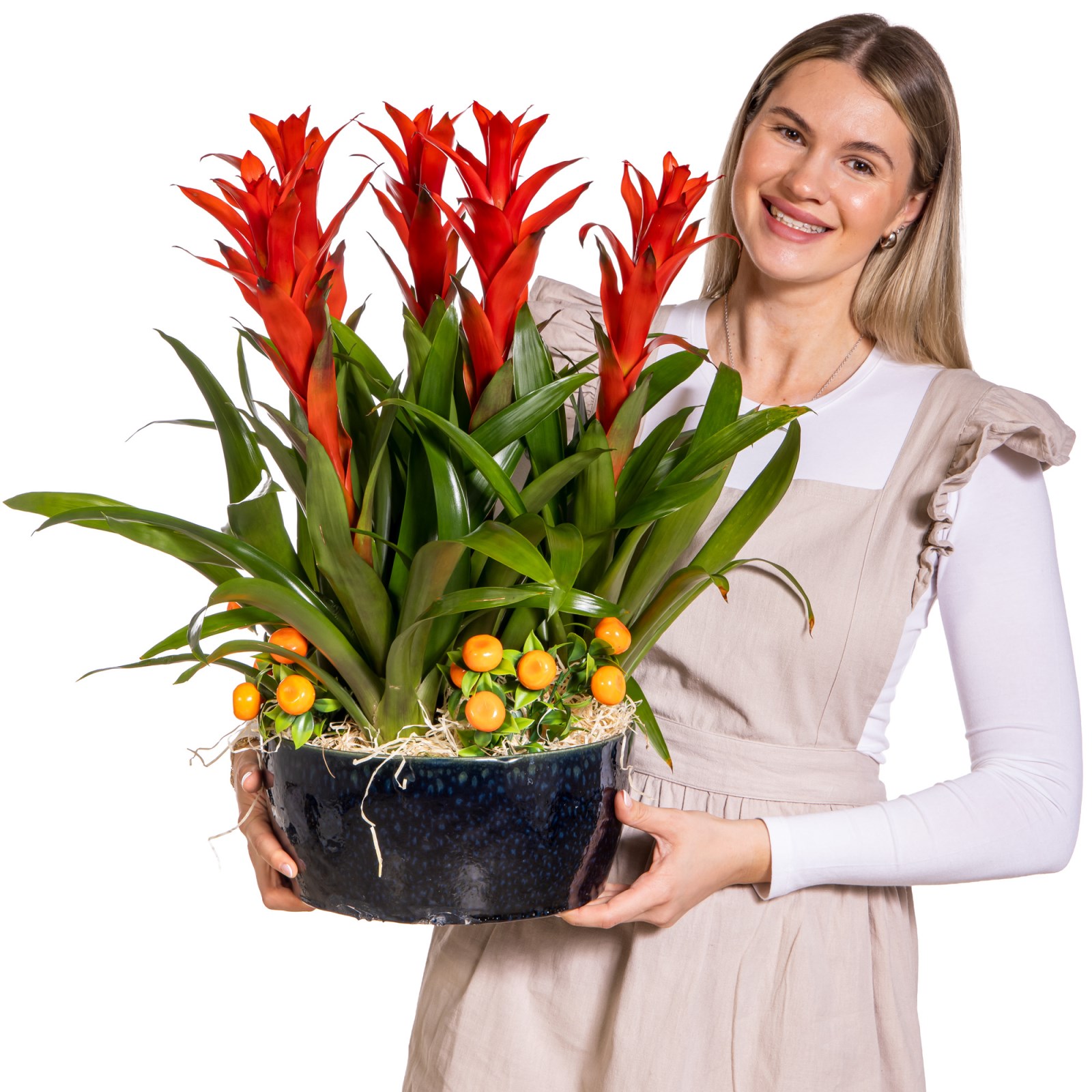 Tropical Fire Guzmanya Bitkisi