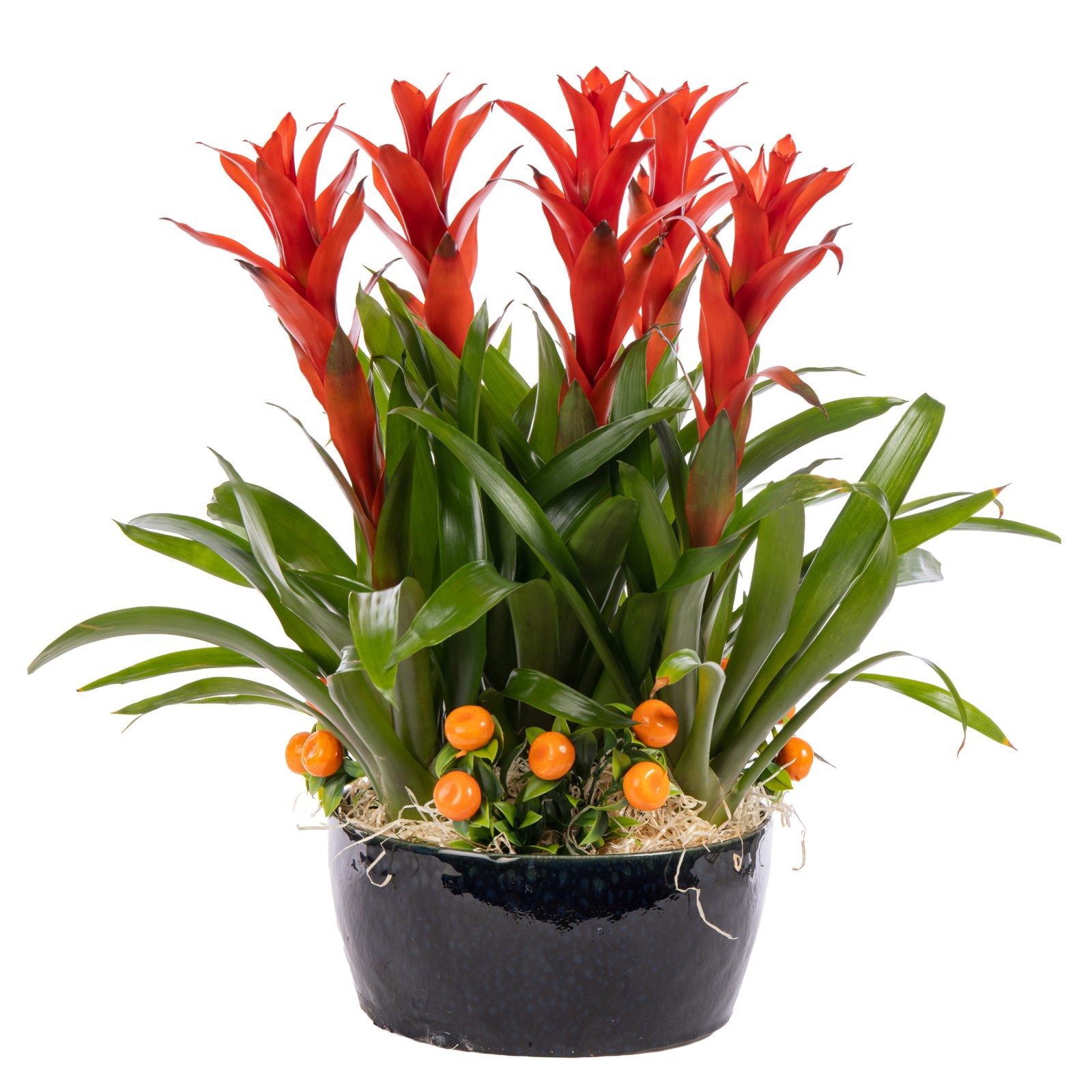 Tropical Fire Guzmanya Bitkisi