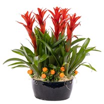 Tropical Fire Guzmanya Bitkisi