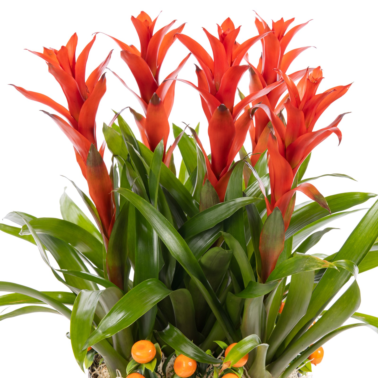 Tropical Fire Guzmanya Bitkisi