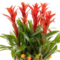 Tropical Fire Guzmanya Bitkisi