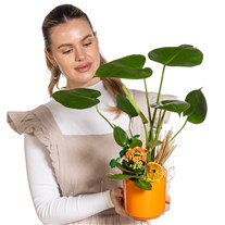 Sunset Monstera Bitkisi