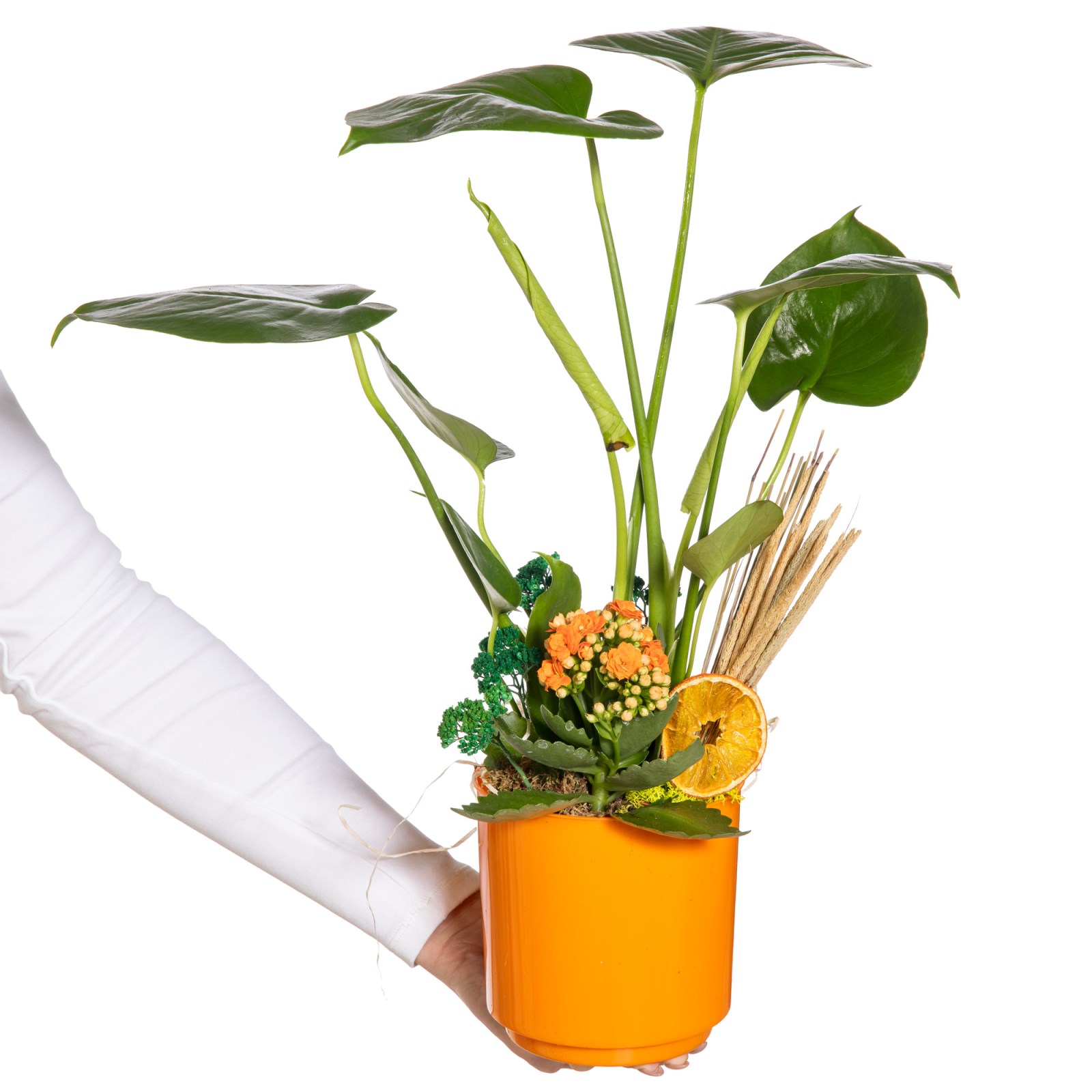 Sunset Monstera Bitkisi