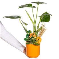 Sunset Monstera Bitkisi